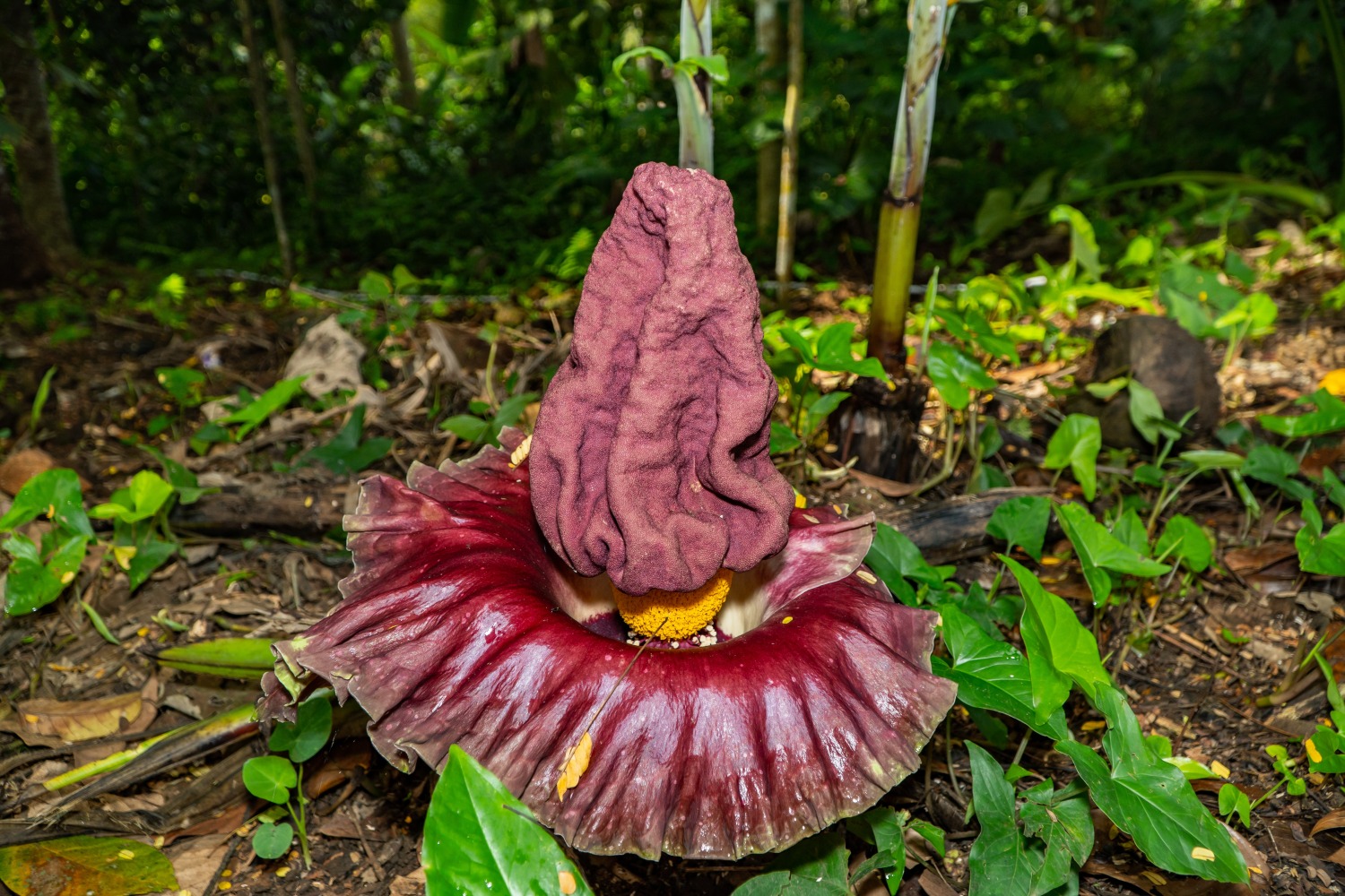 A photo of Titan Arum flowers growing in the wild. edited