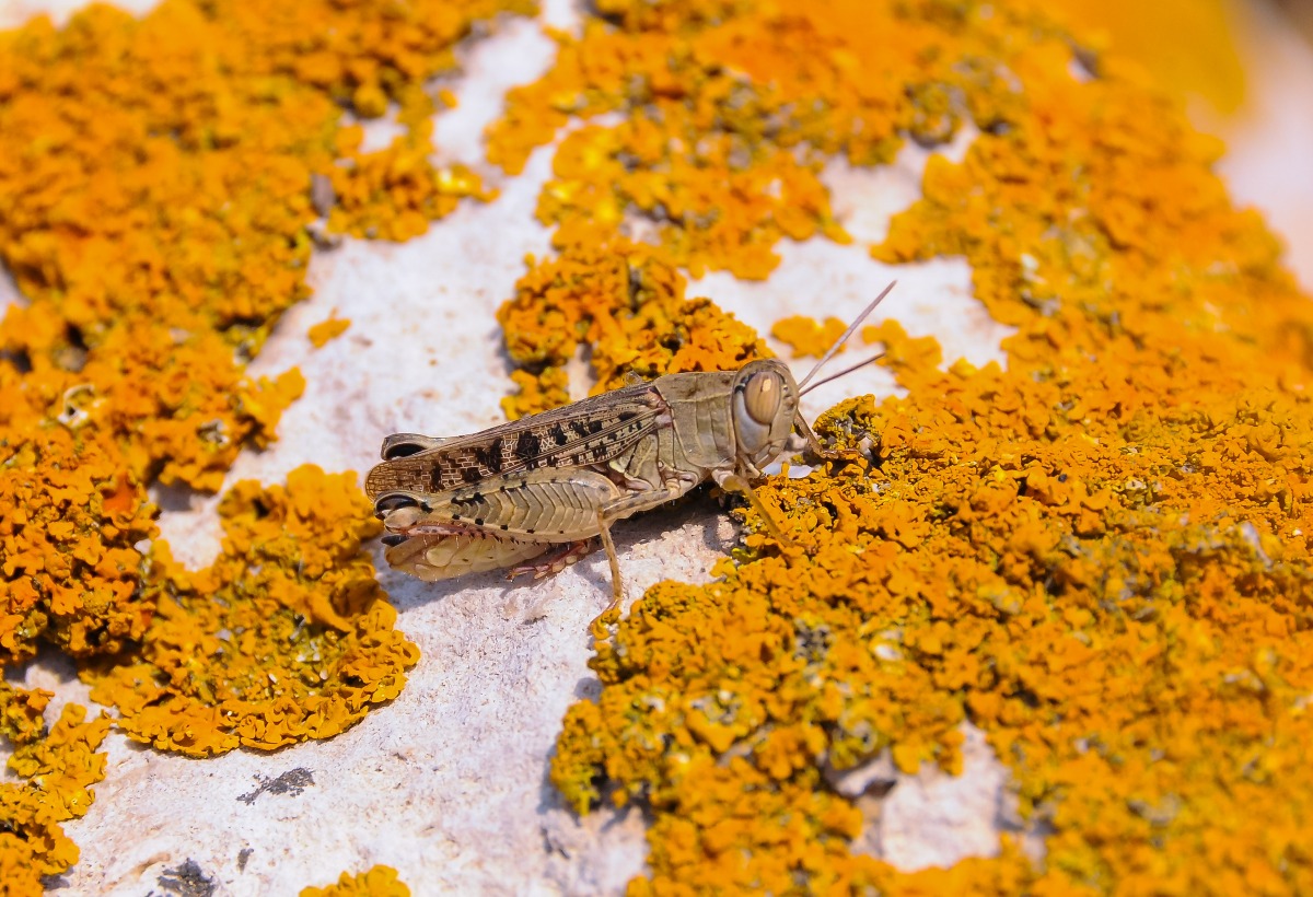 Grasshopper yellow and gray lichens on coastal rock. Eastern Crimea Ukraine 