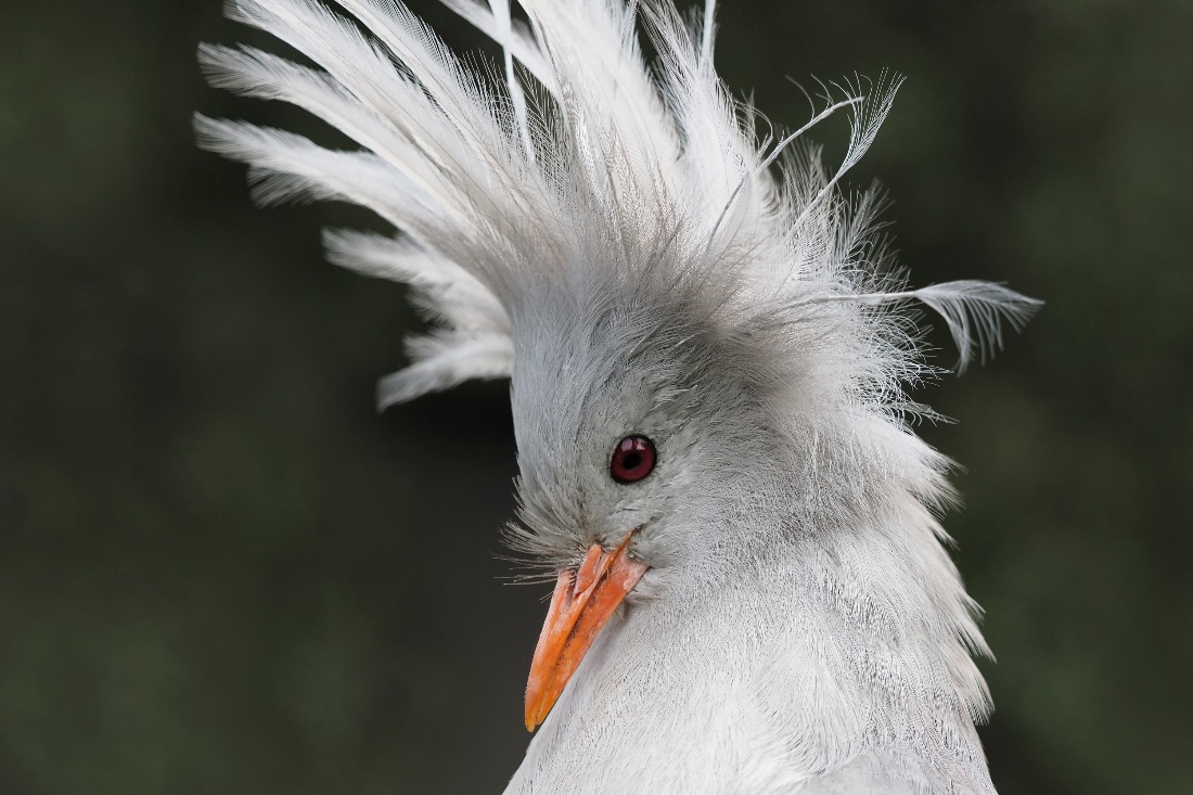 Kagu Rhynochetos jubatus New Caledonia. Endangered 