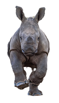 White Rhino Baby running edited