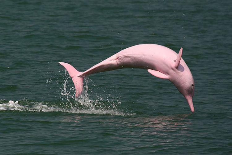 Yangtze river dolphin