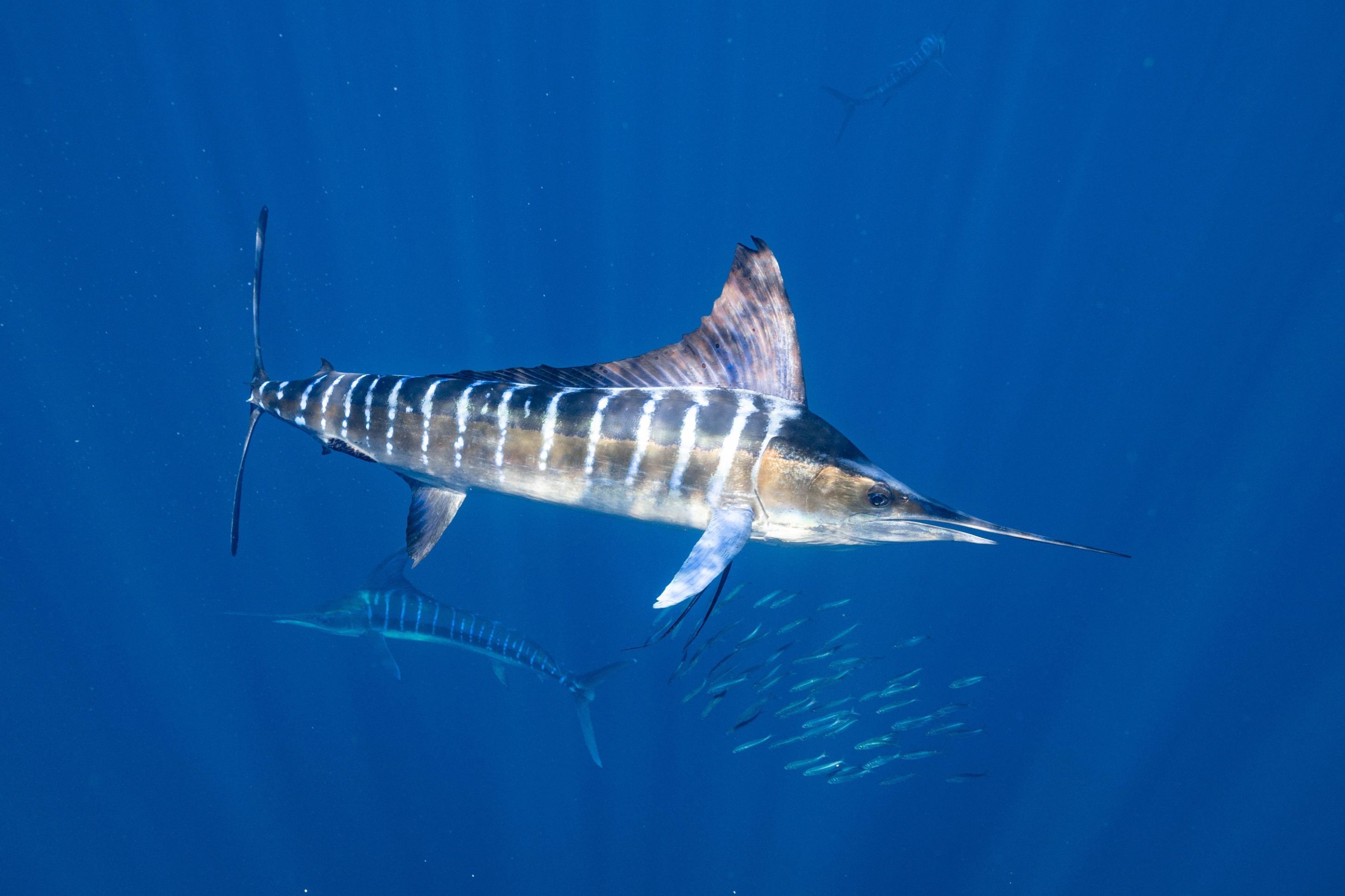 Copy of Striped Marlin Mexico Baja California Mexico edited