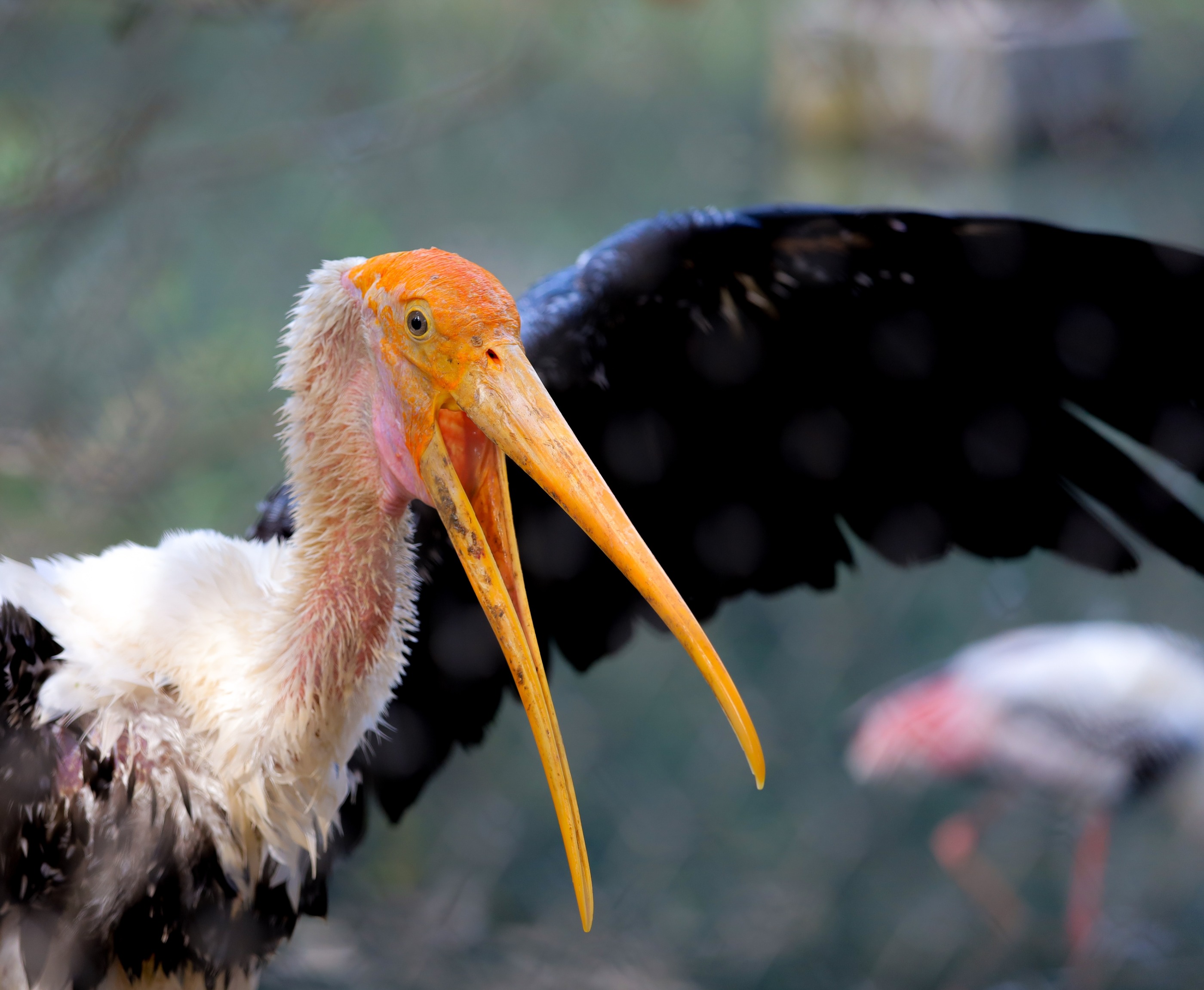 Hargila bird stretching its wings in the Sun edited